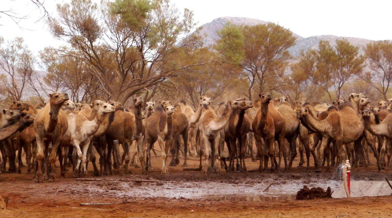 10,000 camels in Australia to be shot because they drink too much water