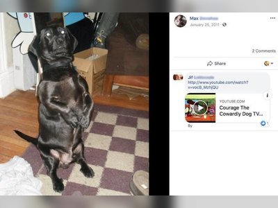 A Woman Got Locked Out Of Her Dog's Facebook And Facebook Is Asking For Her Dog's Driver's License To Access It