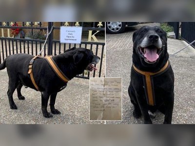 Labrador dumped outside kennels with note saying he hadn't 'lernt to be good'