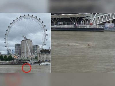 'Shark fin' spotted in River Thames near London Eye