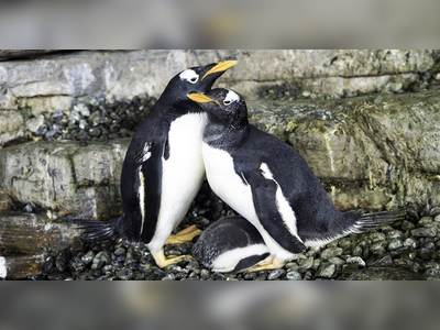 Lesbian penguin 'super moms' welcome chick at Spanish aquarium