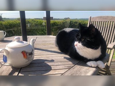 UK Foreign Office Cat, Lord Palmerston, Retires From Diplomatic Service