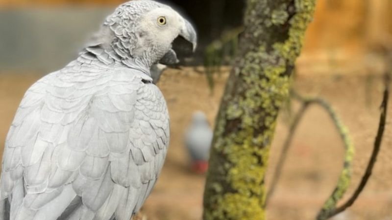 Lincolnshire Wildlife Park: Swearing parrots removed from view