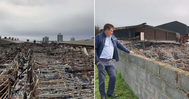 Up to 2,000 pigs burn to death in 'devastating' fire at farm