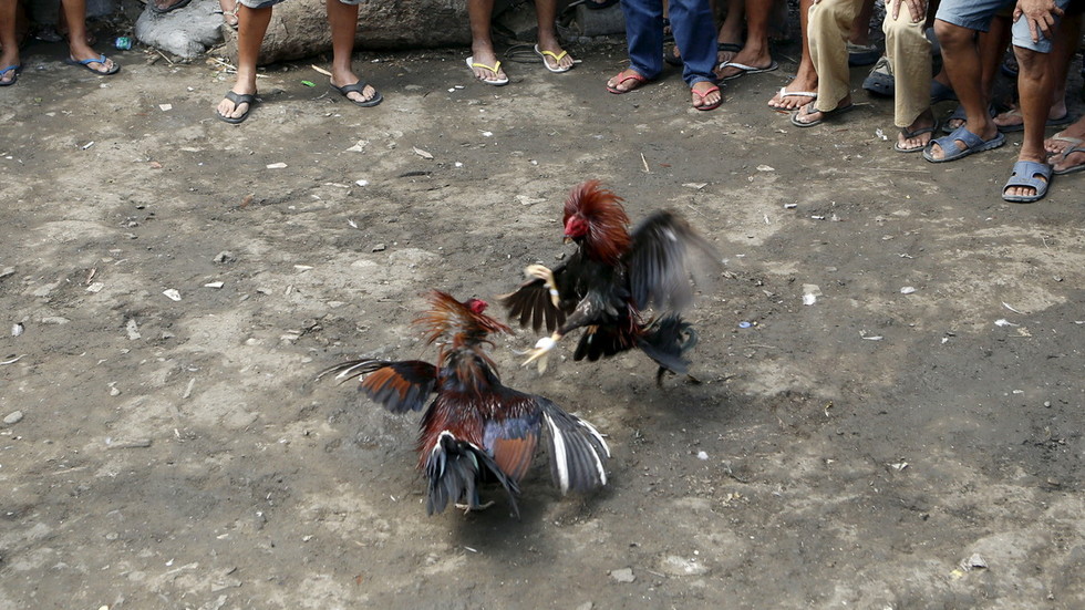 Police chief killed by fighting cock during raid on illegal venue in Philippines