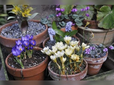 Forcing Small Bulbs for a Display Indoors