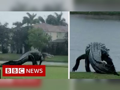 Is this giant alligator on a Florida golf course real?