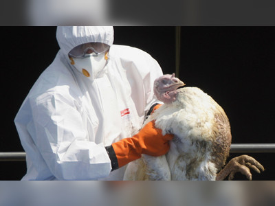 English farm to cull 10,500 turkeys as concern grows over wave of bird flu from Europe