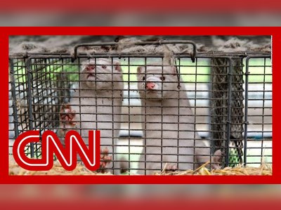 Denmark recommends 15 million mink be killed