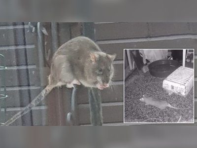 Estate 'overrun' by monster rats 'the size of cats' in Manchester