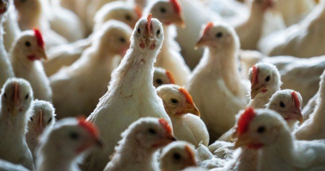 13,500 animals to be killed as UK detects another bird flu outbreak