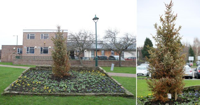 'Britain's saddest Christmas tree' is so unhealthy it won't be decorated