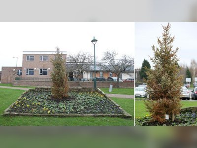 'Britain's saddest Christmas tree' is so unhealthy it won't be decorated