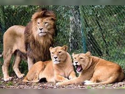 Four lions at Spanish zoo test positive for COVID-19