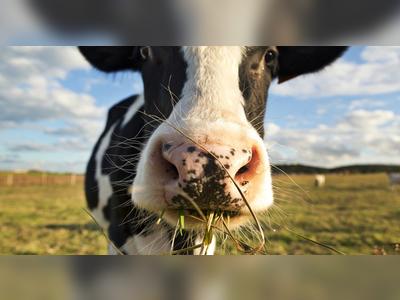 Company produces methane-capturing face mask for cows