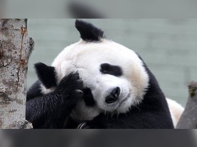 Edinburgh's giant pandas may 'return to China' over Covid losses