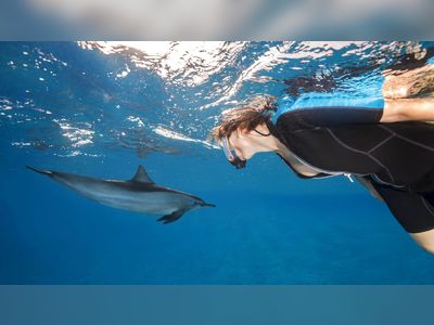 Dolphins have similar personality traits to humans, new study shows