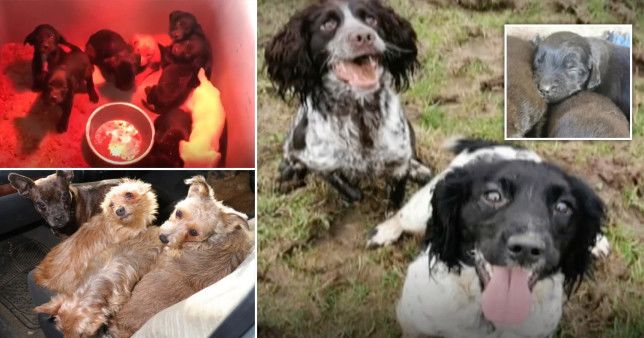 Man finds 70 stolen dogs after turning detective to get his spaniels back