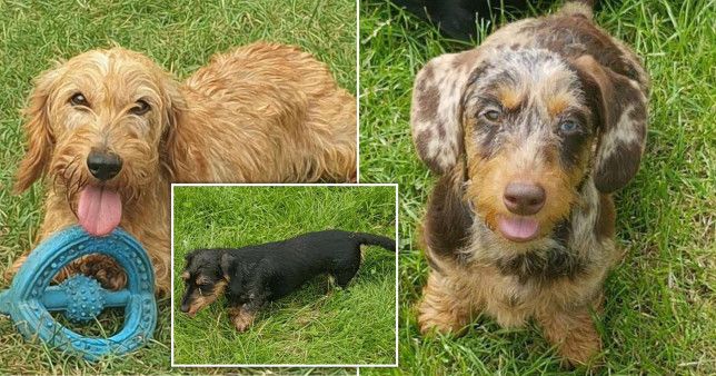 Priti Patel promises crackdown on pet thieves as eight dachshunds stolen