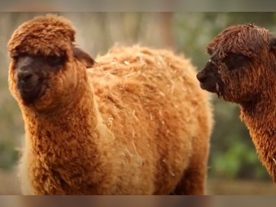 London Zoo asks public to name trio of alpacas