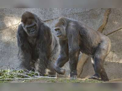 Great Apes At San Diego Zoo Receive First Covid Vaccines
