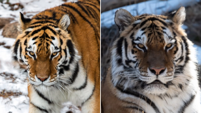 Endangered tiger died after zoo's artificial insemination surgery went wrong