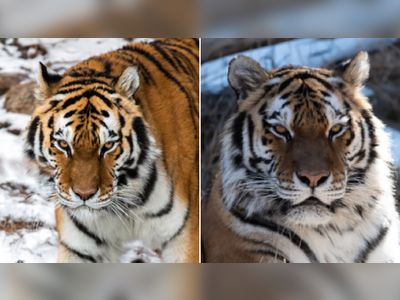 Endangered tiger died after zoo's artificial insemination surgery went wrong