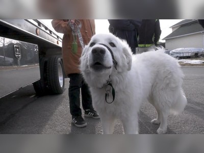 Canada: This family dog saved her owner by stopping a car for help