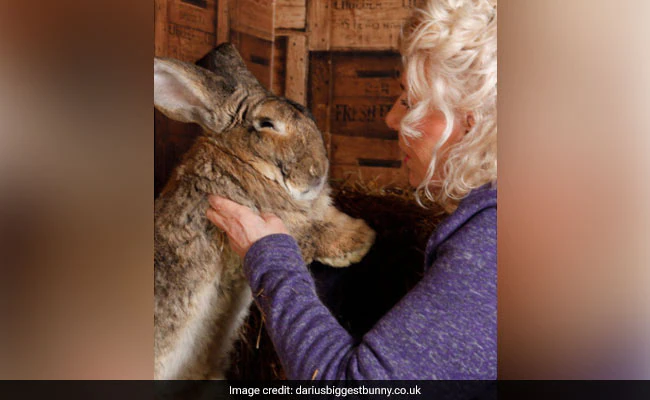 UK Police Hunt For Thieves Who Stole World's Biggest Rabbit