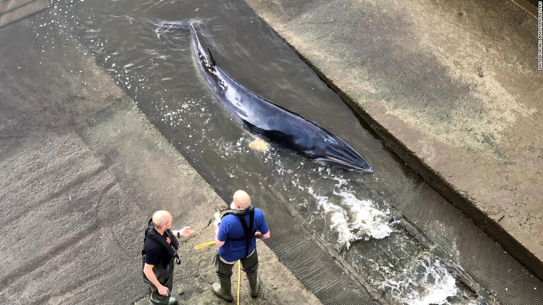Young whale trapped in London's River Thames euthanized