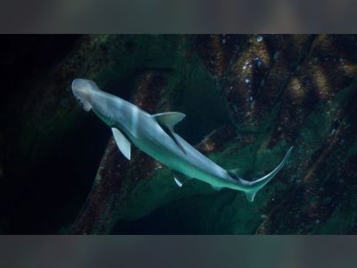 Sharks use Earth's magnetic field as a GPS, study suggests