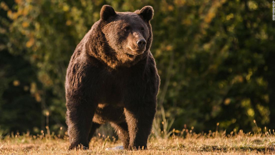 Prince accused of killing one of Europe's biggest bears