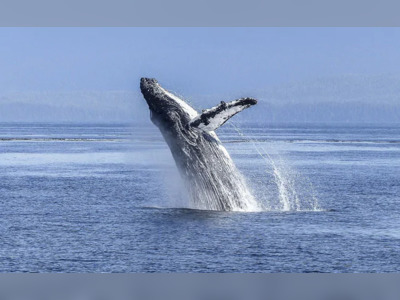 Swallowed And Spat Out By A Humpback Whale. He Describes Those 30 Seconds