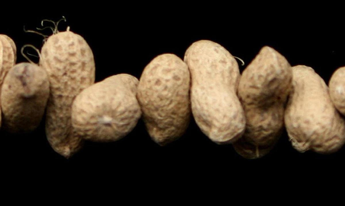 UK biotech hails milestone in hunt for jab to combat  peanut allergies