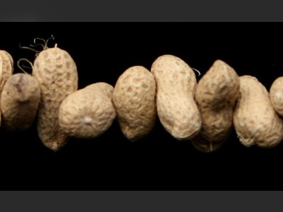 UK biotech hails milestone in hunt for jab to combat  peanut allergies