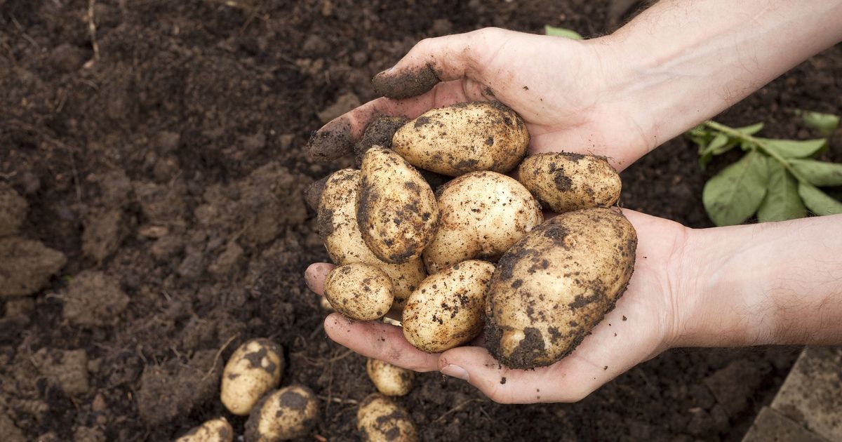Chip shortage could blight UK amid demand for potatoes in Europe