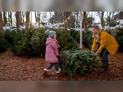 Early rush for real Christmas trees expected to start this weekend as demand spikes