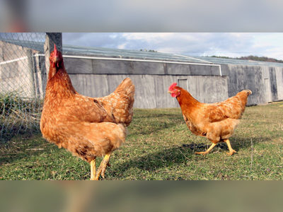 France detects ‘highly pathogenic’ bird flu outbreak