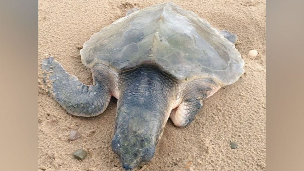What the shell! Rare turtle 4,000 miles from home