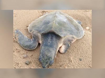 What the shell! Rare turtle 4,000 miles from home