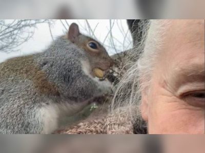 Squirrel injures 18 people in two days of attacks in Buckley