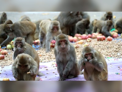 Fauci agency blasted for trans monkey study