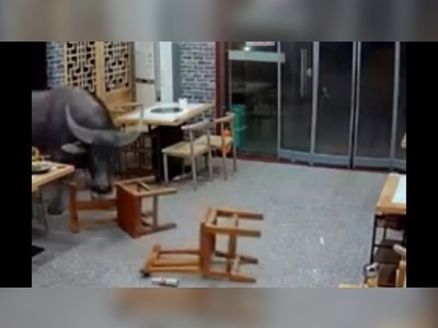 A buffalo smashed its way into a restaurant and threw a man into the air in eastern China