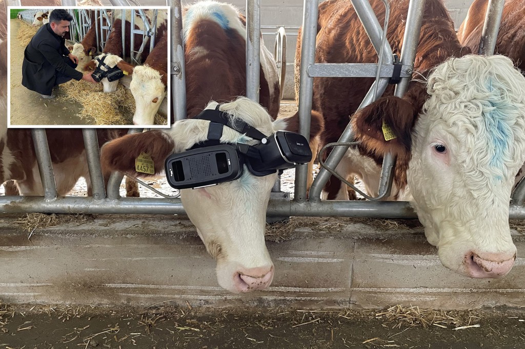 MetaCow: Cows stuck indoors for winter are getting virtual reality goggles to feel like they’re outside