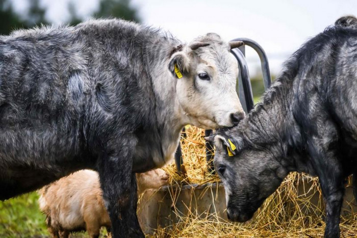 Herd the moos? Latvia's symbolic blue cow back from the brink