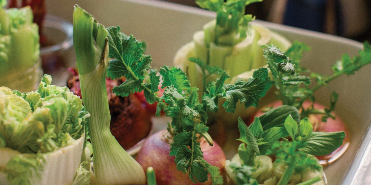 Grow Leftover Veggies and Food Scraps Again - Right In Your Kitchen