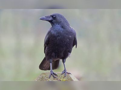 Loss of EU funding clips wings of vital crow study in Cambridge