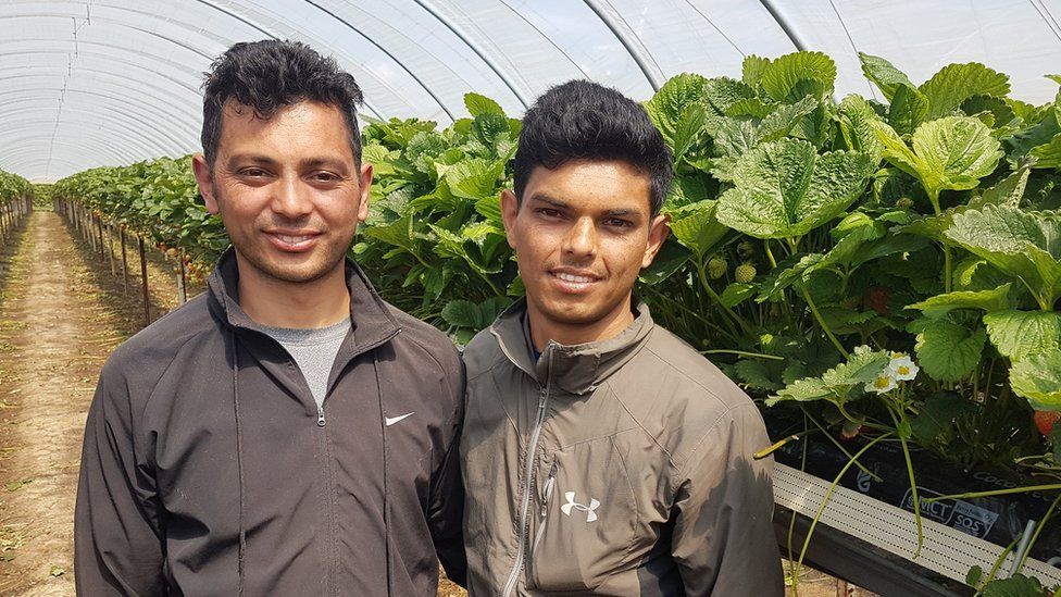 UK farmers turn to Nepal and Tajikistan for fruit pickers