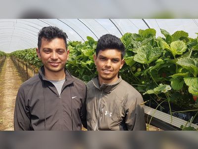UK farmers turn to Nepal and Tajikistan for fruit pickers