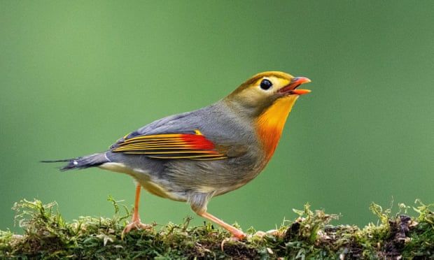 ‘The next parakeet’: Britain’s dawn chorus at risk from Asian songbird